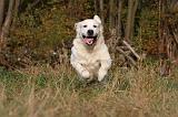 GOLDEN RETRIEVER 840